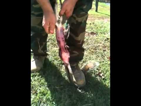 how to skin a squirrel for the skin