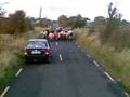Krowy na Wypasie IRLANDIA(Mario)