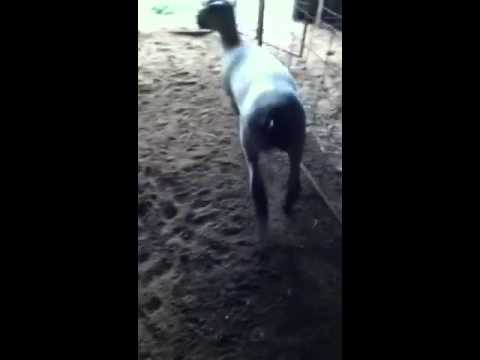 how to treat a prolapse ewe