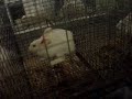 A.L.F. - Rescate de Conejos