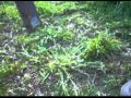 Rogue Sheeples Crude Garden 2011