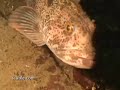 Breeding Lingcod