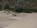 sand ridin 