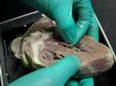 Sheep Heart
