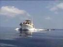 Beluga Cruising the Atlantic