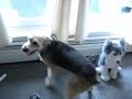 My Dog Cassie