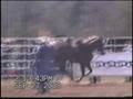 Creech Professional PickUp Horses