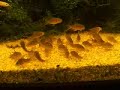 corydoras sterbai, introduction to my fishtank