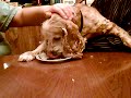 My Dog Eating Cake