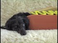 parrygripp.com Uter the amazing Wiener Dog is back!