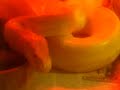 VERY sick 11ft. Albino Burmese Python !! -- read side please !
