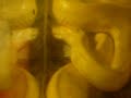 VERY sick 11ft. Albino Burmese Python !! -- read side please !