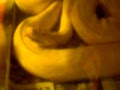VERY sick 11ft. Albino Burmese Python !! -- read side please !