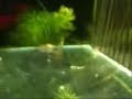 Platy Gives birth, edited to show just the drops.