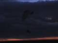 PARAMOTEUR: L'OREILLE DE LA VOILE QUI TOUCHE LE SOL AU COUCHER DU SOLEIL