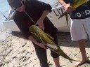 Dorado and marlin Tailhunter International Oct. 12-18, 2008 Dorado and marlin Tailhunter International Oct. 12-18, 2008