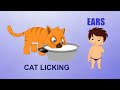 Learn about Human Body Parts For Kids - EARS