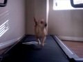 My dog running on the treadmill