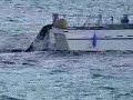 Whale Playing with a Dog