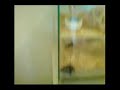 Gonzo - der stärkste Zwerghamster der Welt!