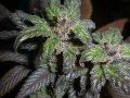 Marijuana Marijuana