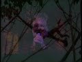 Persistent Vision (Cry of the Rainforests)