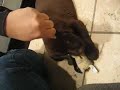 Chocolate Labrador Retriever Puppy