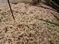 Maggots eating a dead cow