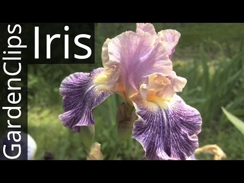 how to fertilize bearded iris