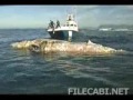 discovery uk
27 great white sharks vrs whale carcass