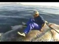 discovery uk
27 great white sharks vrs whale carcass