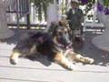 German Sheperd Dogs
