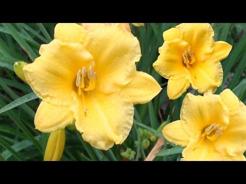 how to care for stella d'oro daylily