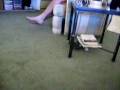 videos de cat playing fetch