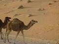 Carnet d'images du Desert (1)