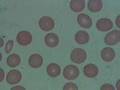 Biologia - Fisiologia - O sangue