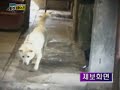 충격! 개도살 현장 - 개고기 이대로 좋은가? - 2부