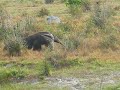 Giant Anteater Giant Anteater