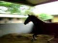 videos de Sportlife (Mary Rose) in de longeerbak