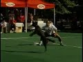 World Canine Frisbee Championships World Canine Frisbee Championships