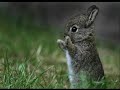 Cool and Funny Animal Pictures