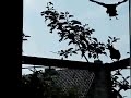 Twee kauwen landen op pergola Twee kauwen landen op pergola