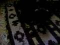 videos de Pequeñas Almas