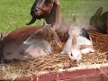 Kinderboerderij Heemskerk, Afgebrand