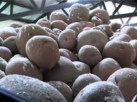 how to grow irish potatoes