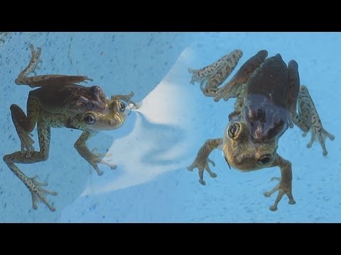 how to keep frogs away from my door