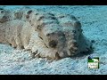 Sea Cucumber