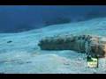 Sea Cucumber