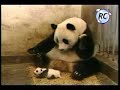 Urso panda medroso
