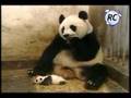 Urso panda medroso